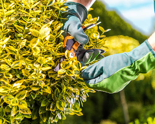 tree pruning