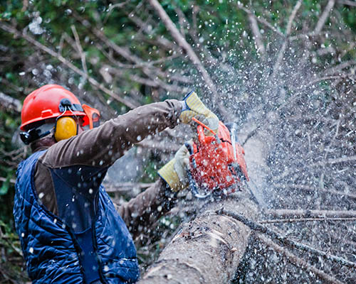 tree removal