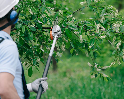 tree trimming